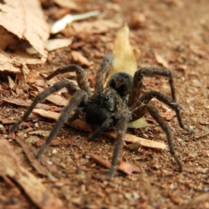 Tasmanicosa sp. (genus) at Kambah, ACT - 8 May 2020