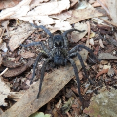 Tasmanicosa sp. (genus) at Kambah, ACT - 8 May 2020