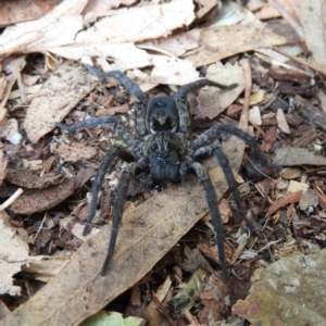 Tasmanicosa sp. (genus) at Kambah, ACT - 8 May 2020