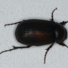 Melolonthinae sp. (subfamily) (Cockchafer) at Ainslie, ACT - 24 Nov 2019 by jbromilow50