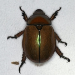 Anoplognathus sp. (genus) (Unidentified Christmas beetle) at Ainslie, ACT - 24 Nov 2019 by jb2602