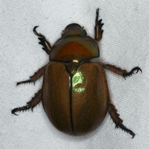 Anoplognathus sp. (genus) at Ainslie, ACT - 24 Nov 2019 10:35 PM