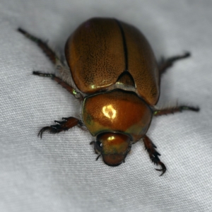 Anoplognathus sp. (genus) at Ainslie, ACT - 24 Nov 2019 10:35 PM