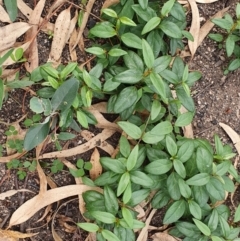 Vincetoxicum barbatum at Wyndham, NSW - 6 May 2020