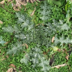 Silybum marianum (Variegated Thistle) at Wyndham, NSW - 6 May 2020 by JoyGeorgeson