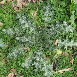 Silybum marianum at Wyndham, NSW - 6 May 2020