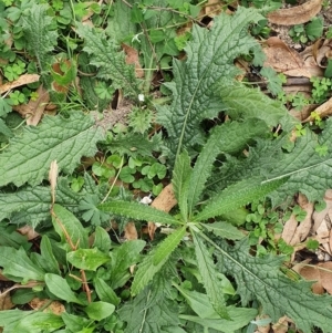 Cirsium vulgare at Rocky Hall, NSW - 6 May 2020 12:46 PM