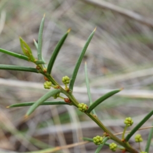 Acacia genistifolia at Aranda, ACT - 5 Apr 2014