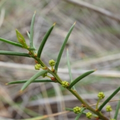 Acacia genistifolia (Early Wattle) at Aranda, ACT - 5 Apr 2014 by AaronClausen