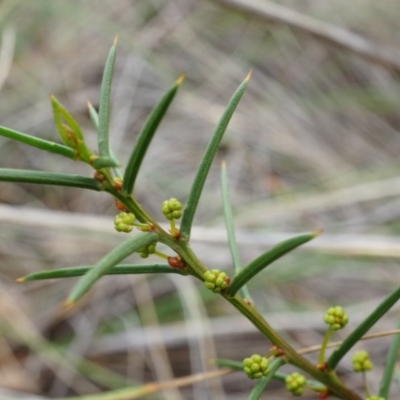 Acacia genistifolia (Early Wattle) at Aranda Bushland - 5 Apr 2014 by AaronClausen