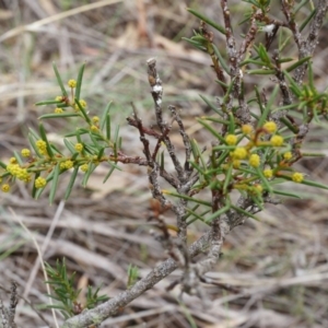 Acacia genistifolia at Aranda, ACT - 5 Apr 2014