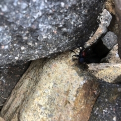 Missulena occatoria at Stromlo, ACT - 9 May 2020