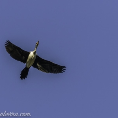 Microcarbo melanoleucos (Little Pied Cormorant) at Aranda, ACT - 17 Apr 2020 by BIrdsinCanberra