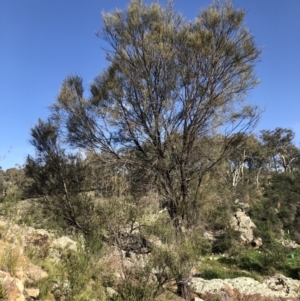 Allocasuarina luehmannii at Environa, NSW - 9 May 2020
