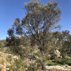 Allocasuarina luehmannii (Bulloak) at Jerrabomberra, NSW - 9 May 2020 by Wandiyali