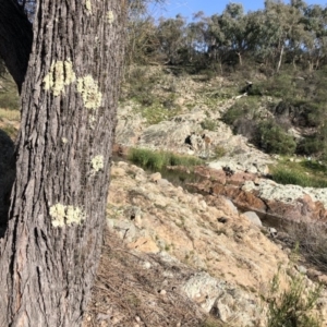 Allocasuarina luehmannii at Environa, NSW - 9 May 2020