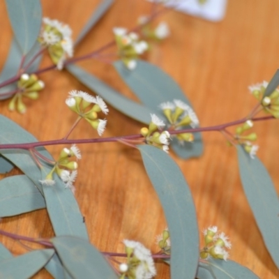 Eucalyptus mannifera (Brittle Gum) at QPRC LGA - 29 Nov 2019 by natureguy