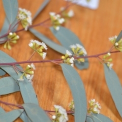 Eucalyptus mannifera (Brittle Gum) at Wamboin, NSW - 29 Nov 2019 by natureguy
