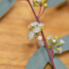Eucalyptus mannifera at Wamboin, NSW - 29 Nov 2019