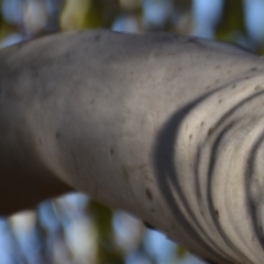 Eucalyptus mannifera at Wamboin, NSW - 29 Nov 2019 12:16 PM