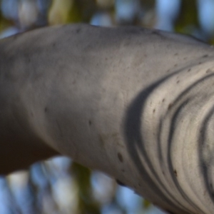 Eucalyptus mannifera at Wamboin, NSW - 29 Nov 2019 12:16 PM