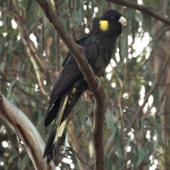 Calyptorhynchus funereus (Yellow-tailed Black-Cockatoo) at O'Connor, ACT - 25 Apr 2020 by David