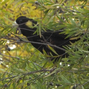 Zanda funerea at O'Connor, ACT - 25 Apr 2020 06:19 PM