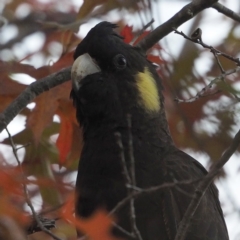 Zanda funerea at O'Connor, ACT - 25 Apr 2020