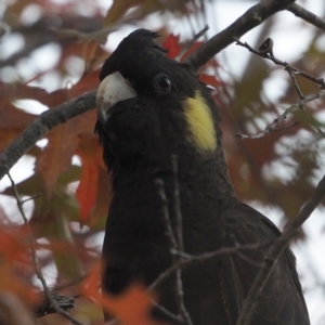 Zanda funerea at O'Connor, ACT - 25 Apr 2020