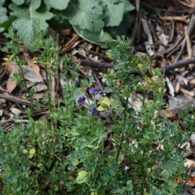 Medicago sativa (Lucerne, Alfalfa) at Weston, ACT - 31 Mar 2020 by AliceH