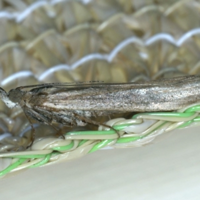 Faveria tritalis (Couchgrass Webworm) at Ainslie, ACT - 24 Nov 2019 by jb2602