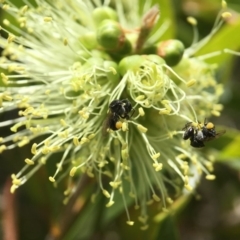 Tetragonula carbonaria (Stingless bee) at Mogo, NSW - 2 Nov 2017 by PeterA