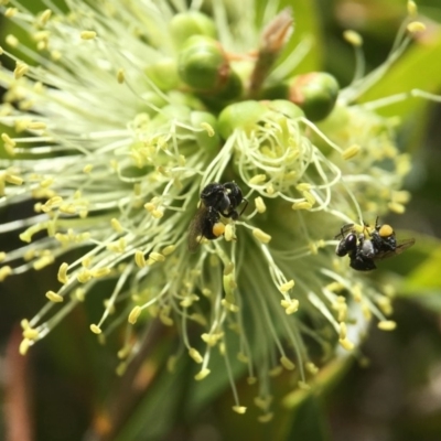 Tetragonula carbonaria (Stingless bee) at Mogo State Forest - 2 Nov 2017 by PeterA