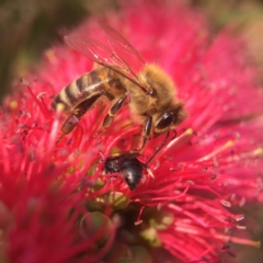 Apis mellifera (European honey bee) at Mogo State Forest - 27 Nov 2019 by PeterA