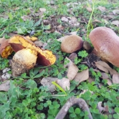 zz bolete at Higgins, ACT - 5 May 2020 by wombey