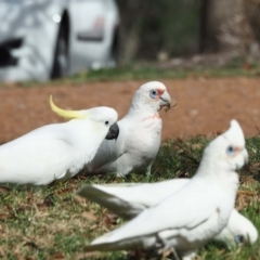 Cacatua tenuirostris (Long-billed Corella) at Belconnen, ACT - 9 May 2020 by wombey