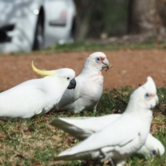 Cacatua tenuirostris (Long-billed Corella) at Lake Ginninderra - 9 May 2020 by wombey