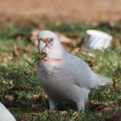 Cacatua tenuirostris at Belconnen, ACT - 9 May 2020 12:19 PM