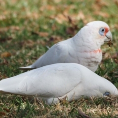 Cacatua tenuirostris at Belconnen, ACT - 9 May 2020 12:19 PM