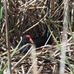 Porphyrio melanotus (Australasian Swamphen) at Belconnen, ACT - 9 May 2020 by wombey
