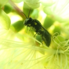 Hylaeus nubilosis at Mogo State Forest - 26 Nov 2019 by PeterA