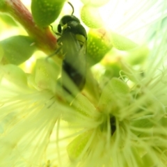 Hylaeus nubilosis at suppressed - 27 Nov 2019