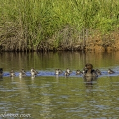 Chenonetta jubata (Australian Wood Duck) at Aranda Bushland - 17 Apr 2020 by BIrdsinCanberra