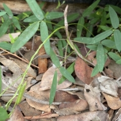 Glycine tabacina (Variable Glycine) at Hughes Grassy Woodland - 8 May 2020 by KL