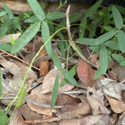 Glycine tabacina (Variable Glycine) at Red Hill to Yarralumla Creek - 8 May 2020 by KL