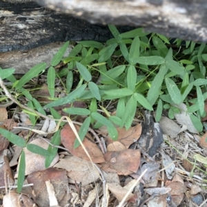 Glycine tabacina at Deakin, ACT - 9 May 2020