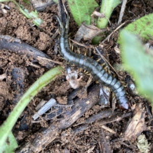 Cormocephalus sp.(genus) at Hughes, ACT - 9 May 2020