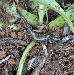 Cormocephalus sp.(genus) at Hughes, ACT - 9 May 2020