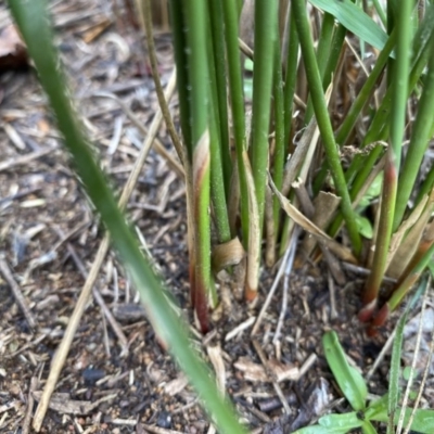 Juncus (genus) (A Rush) at Hughes, ACT - 9 May 2020 by KL