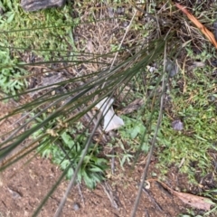 Juncus sp. at Hughes, ACT - 9 May 2020